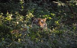 Le nombre de tigres a doublé au Népal