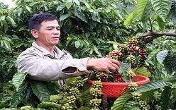 Le Vietnam cherche à élever la valeur ajoutée du café